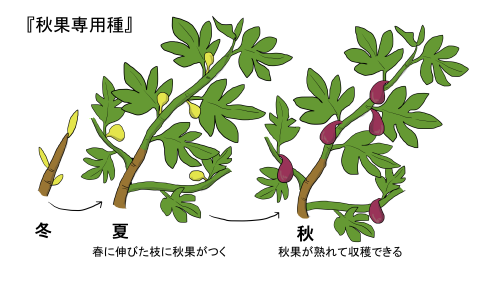 秋果専用種