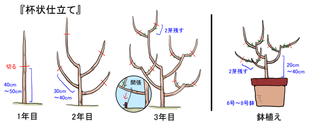 杯状仕立て