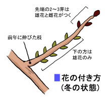 クリの花の付き方