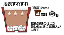 球根の植え付け