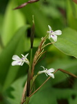 レウコネウラの花