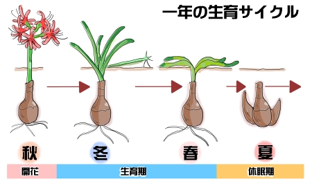 生育サイクル