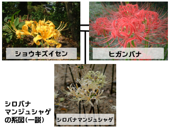 シロバナマンジュシャゲの系図