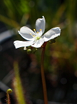 ヨツマタモウセンゴケの花