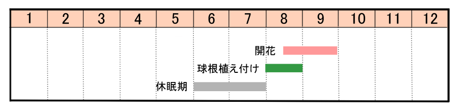 栽培カレンダー