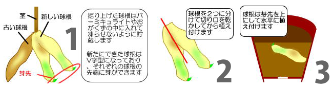 球根の分け方