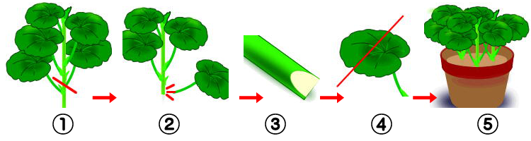 さし木の手順