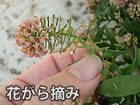 花がら摘み