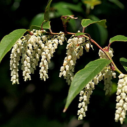 釣り鐘状の白花が可愛らしい